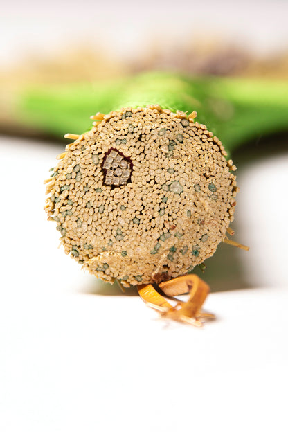 Green Double Hens Wing Hand Broom | Handcrafted Heritage Broom | Bristol Broomworks